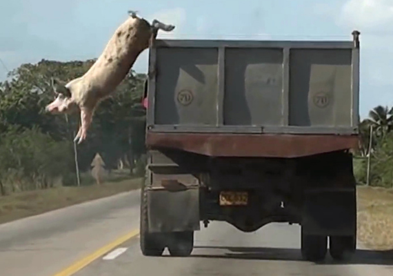 Why Look at Animals? A Case for the Rights of Non-Human Lives