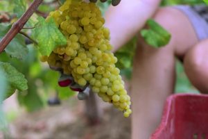 A VINEYARD CINDERELLA