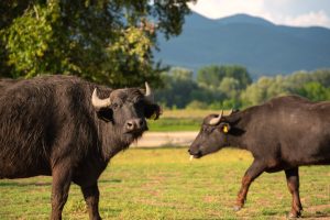 Black water buffalo grazing in a beautiful meadow at sunset in Kerkini National Park