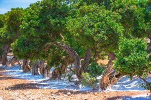 Mastic tree with mastic tears in Chios island, Greece.