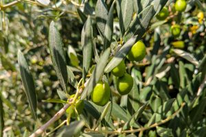 Olives on olive trees in Italy. Growing olives and other agricultural crops in the fields of Italy