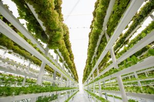 Lettuce farming in a modern hydroponic vertical farm which uses only 1% of water a normal soil based farm would require.