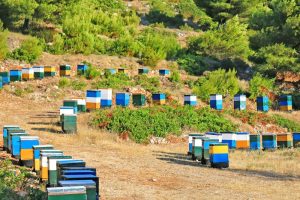 IONIAN HONEY