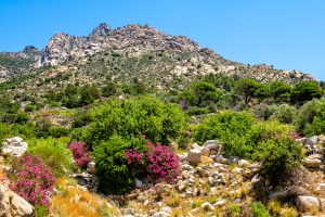 Karkinagri, Ikaria island Greece with Atheras mountain range cliff landscape in summer with wild plant flowers bloom in blue zone Greek north aegean