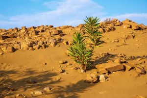 Desert territory, protected  reservation Natura 2000 with stones and green oleander.