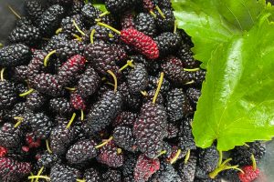 Close up shot of a heap of mulberry fruits.