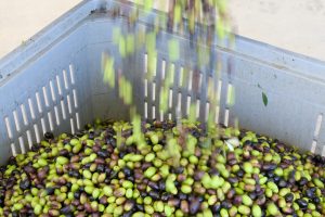Fresh virgin olive oil production at a cold-press factory after the olive harvesting, black and green olives