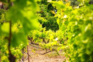 Pramnian wine Ikaria GettyImages-2181006987