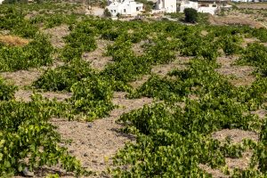 Assyrtiko - indigenous wine grape in wineyard on Santorini Island, Greece