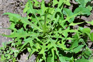 Lactuca canadensis growing in the vegetable garden in the backyard
