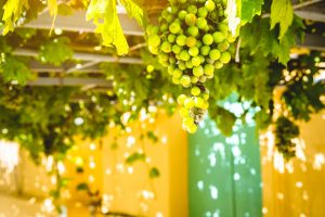 A bunch of semi-ripe green grapes is growing on a grapevine pergola in Kefalonia.